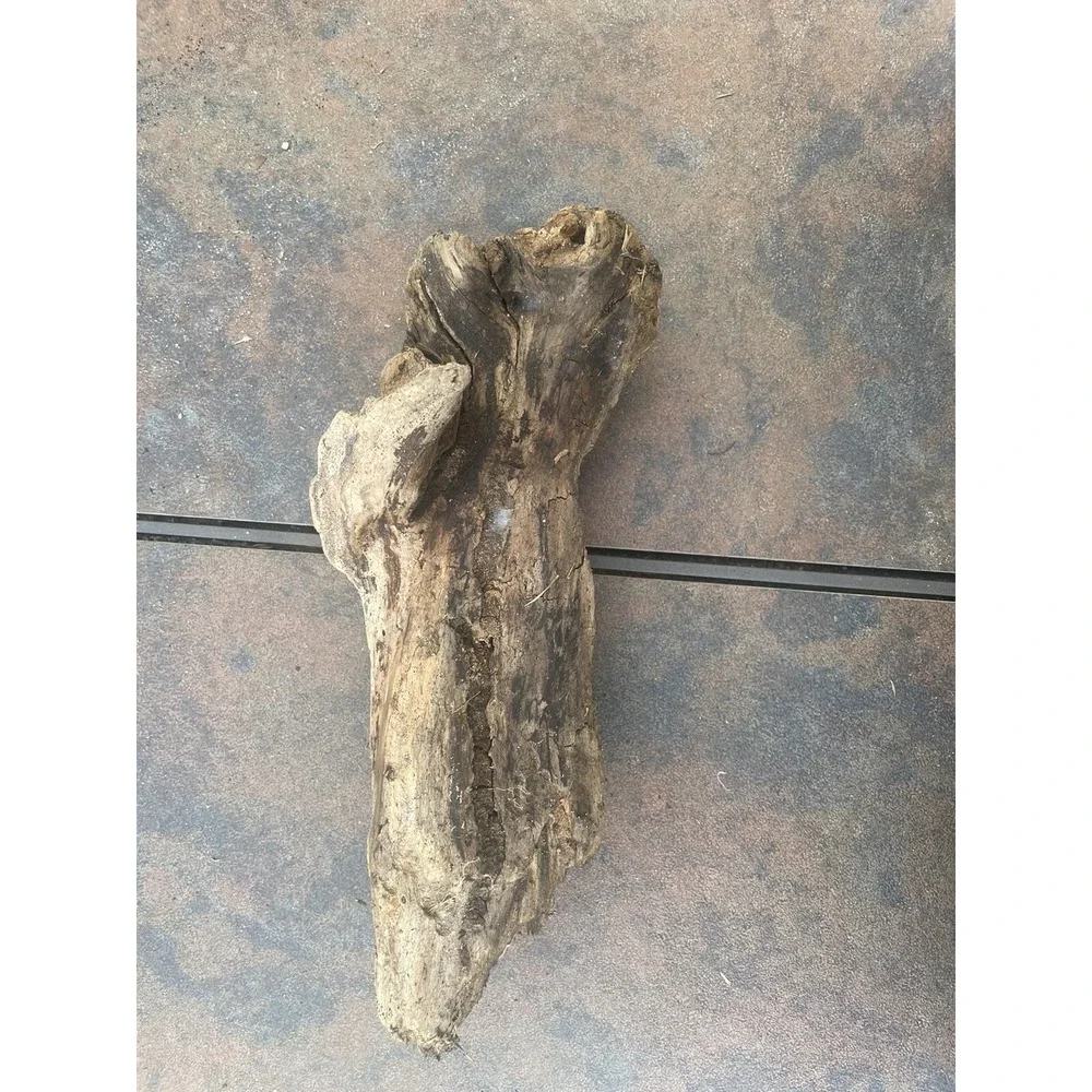 Natural Driftwood for Plants Terrarium Taxidermy Art Projects